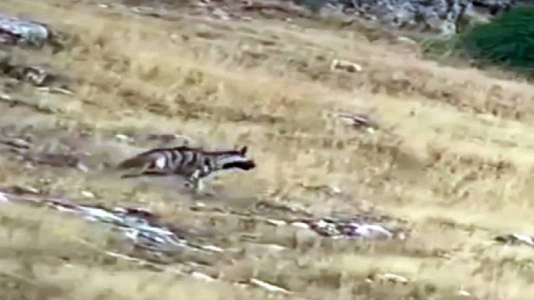 Burası Afrika savanası değil Yozgat! Öyle bir yaratık kameralara takıldı ki... Görenler belgesel sandı 2